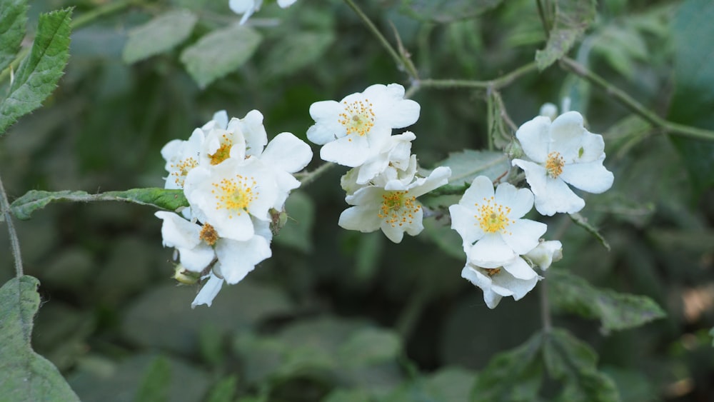 a group of white flowers with green leaves