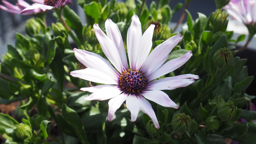 a close up of a purple flower with green leaves