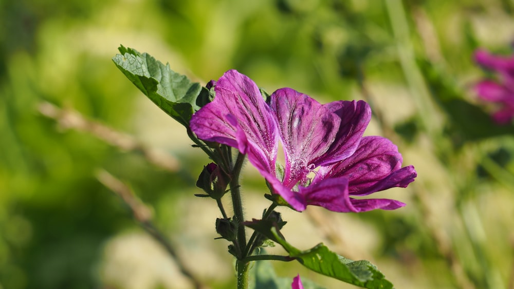 a close up of a purple flower with green leaves