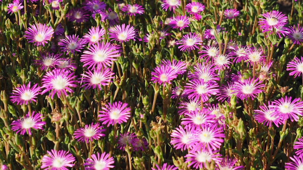 a bunch of purple flowers that are in the grass