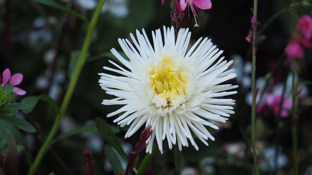 a white flower with yellow center surrounded by pink flowers