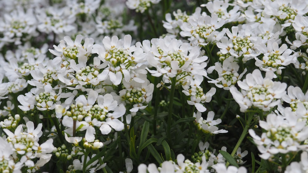 a bunch of white flowers that are blooming