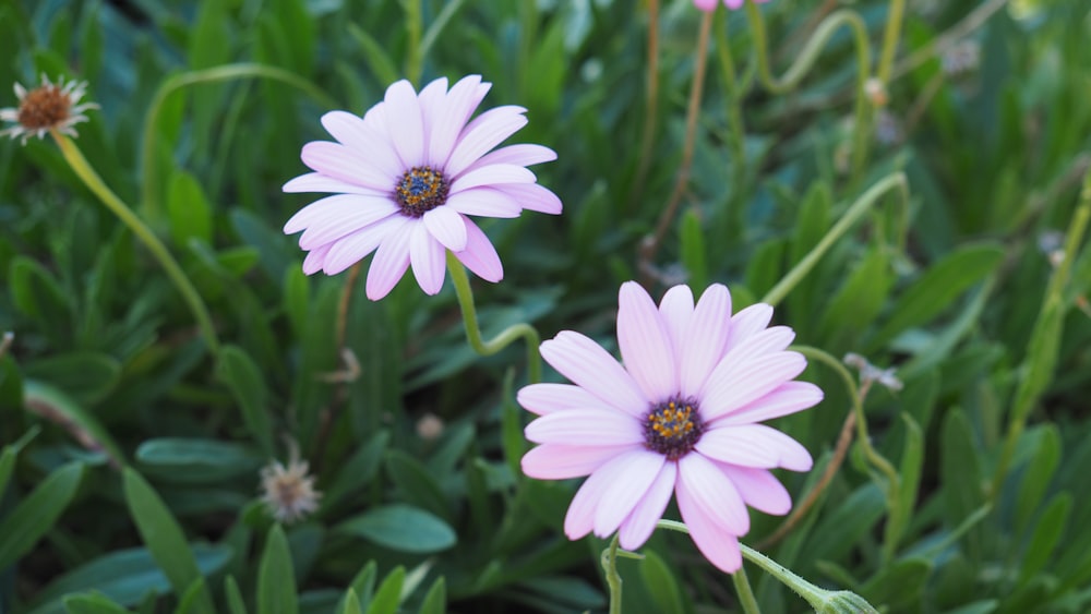 a close up of some pink flowers in a field