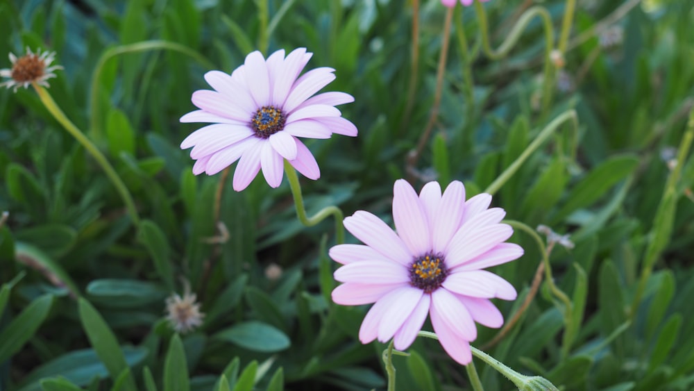 Un primo piano di alcuni fiori rosa in un campo