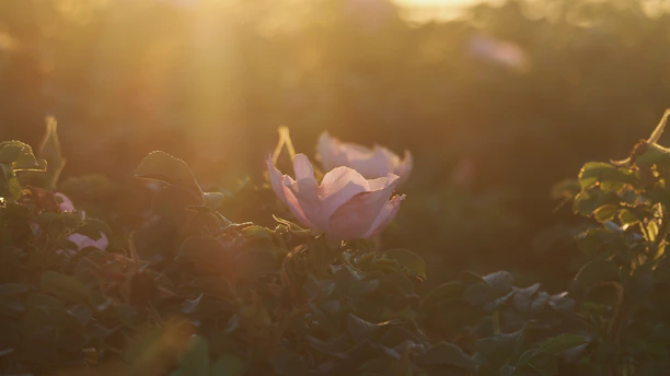 Soft morning light illuminating a delicate skincare setup with pastel-toned bottles and a blooming pink rose.