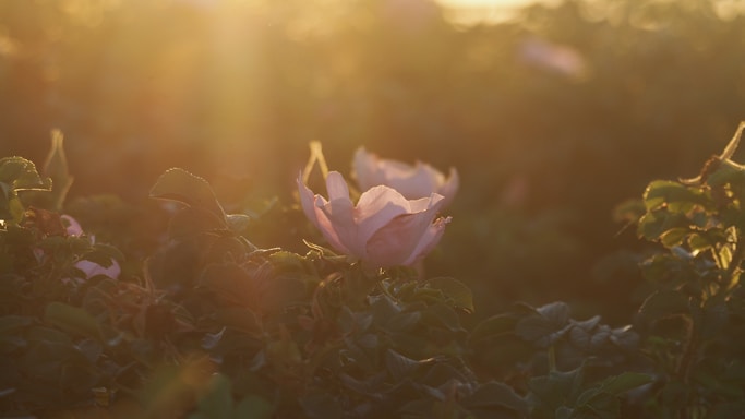 A soft, sunlit outdoor family photoshoot with gentle blush pink and rose gold tones.
