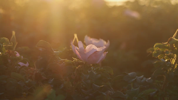 Soft morning light casting gentle shadows on dew-kissed rose petals.
