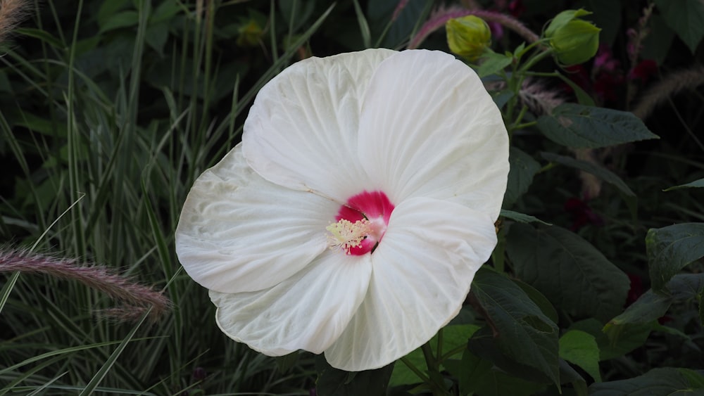 a large white flower with a red center