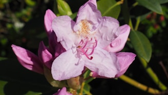 A close-up of a vibrant flower in full bloom.