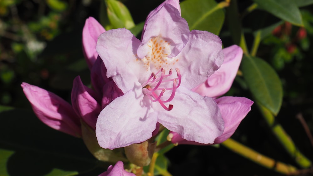 un primer plano de una flor rosa con hojas verdes en el fondo