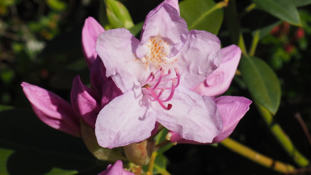 a close up of a pink flower with green leaves in the background