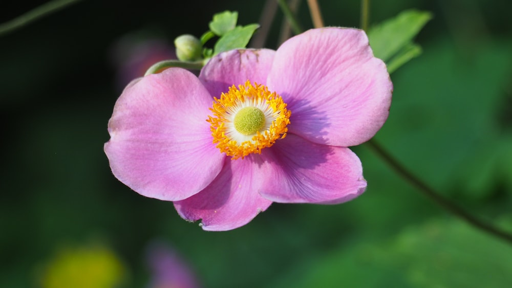 a close up of a pink flower with a yellow center