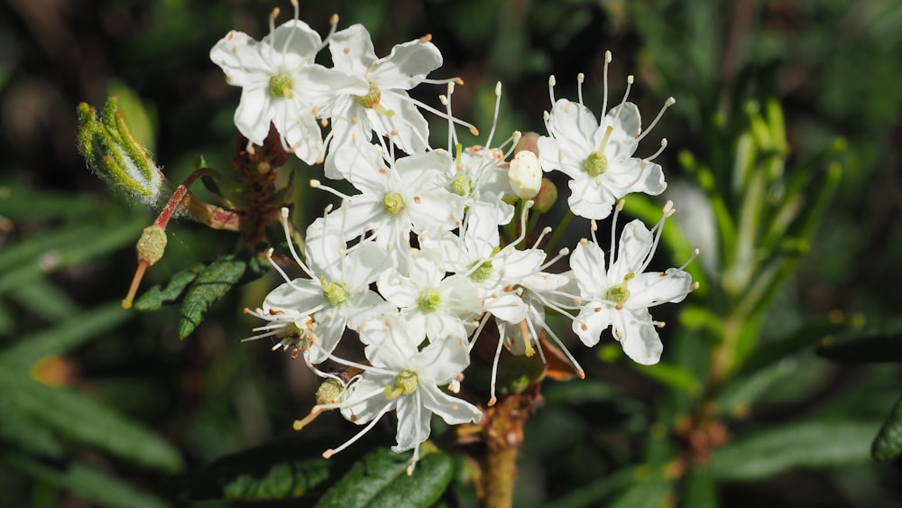 a bunch of white flowers with green leaves