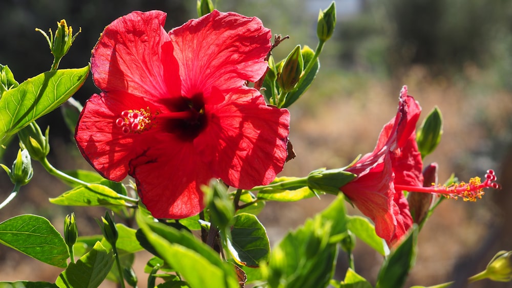 a close up of a red flower with green leaves