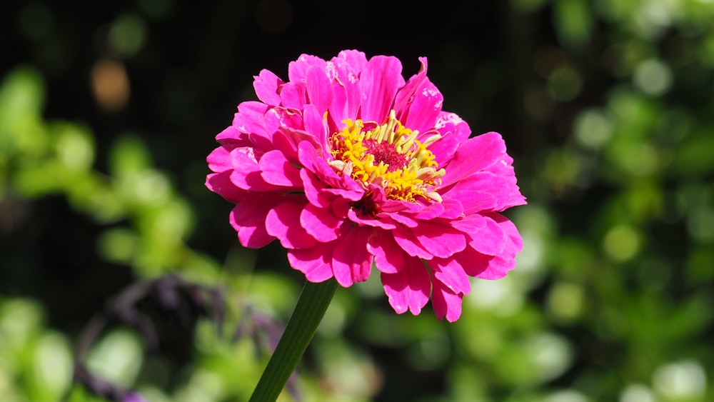 a bright pink flower with a yellow center
