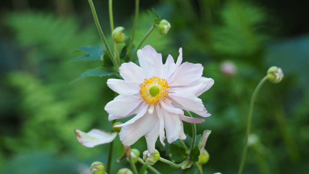 a white flower with a yellow center surrounded by green leaves