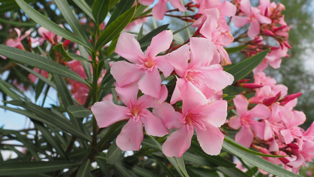 a bunch of pink flowers that are on a tree