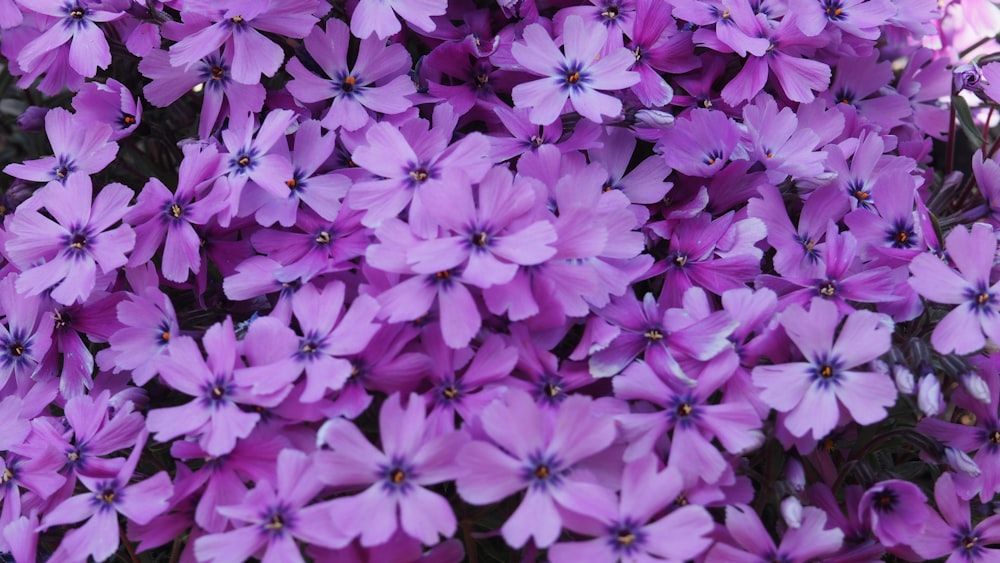 a bunch of purple flowers that are blooming