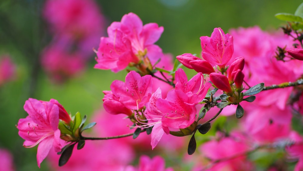 a bunch of pink flowers that are blooming