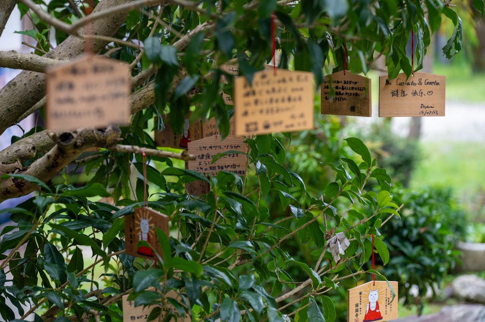 a bunch of signs hanging from a tree