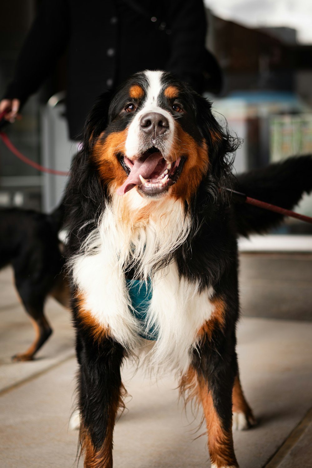 a dog that is standing on a leash