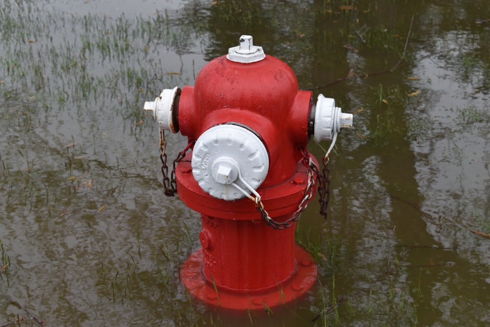 une borne d’incendie rouge et blanche dans une zone inondée