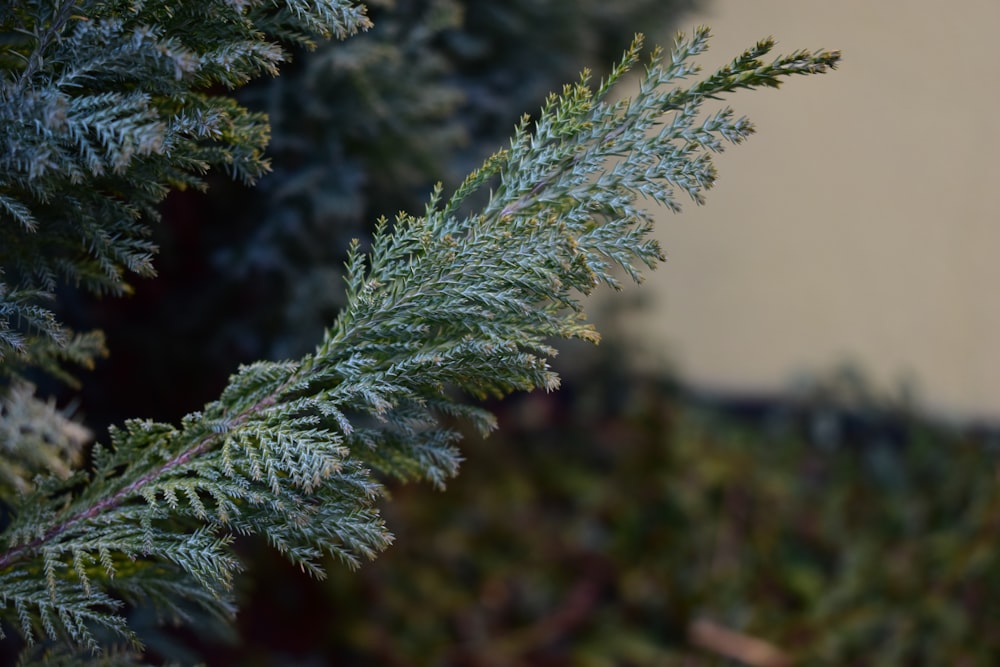 a close up of a pine tree branch