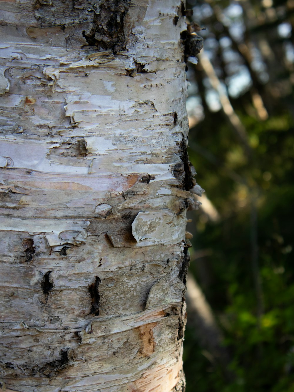 a close up of the bark of a tree