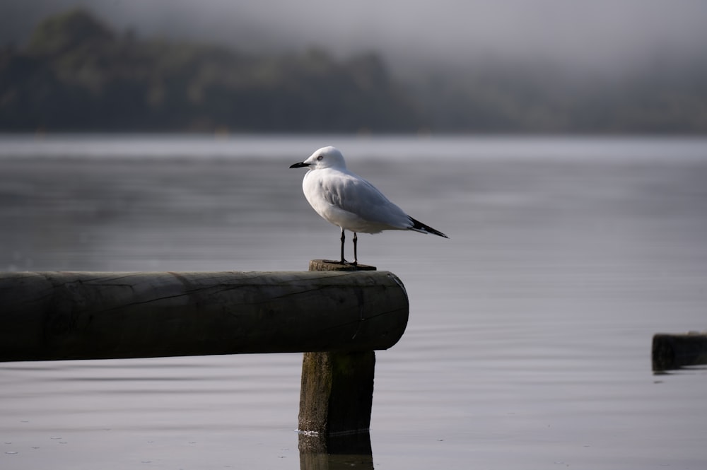 eine Möwe, die auf einem Holzpfosten im Wasser sitzt