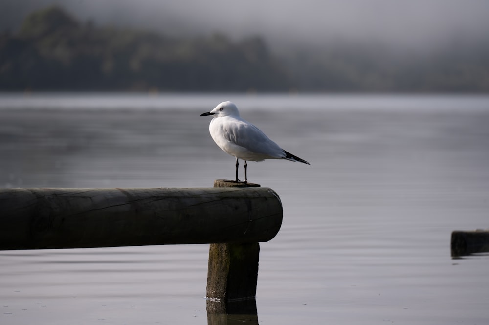 a seagull sitting on a wooden post in the water