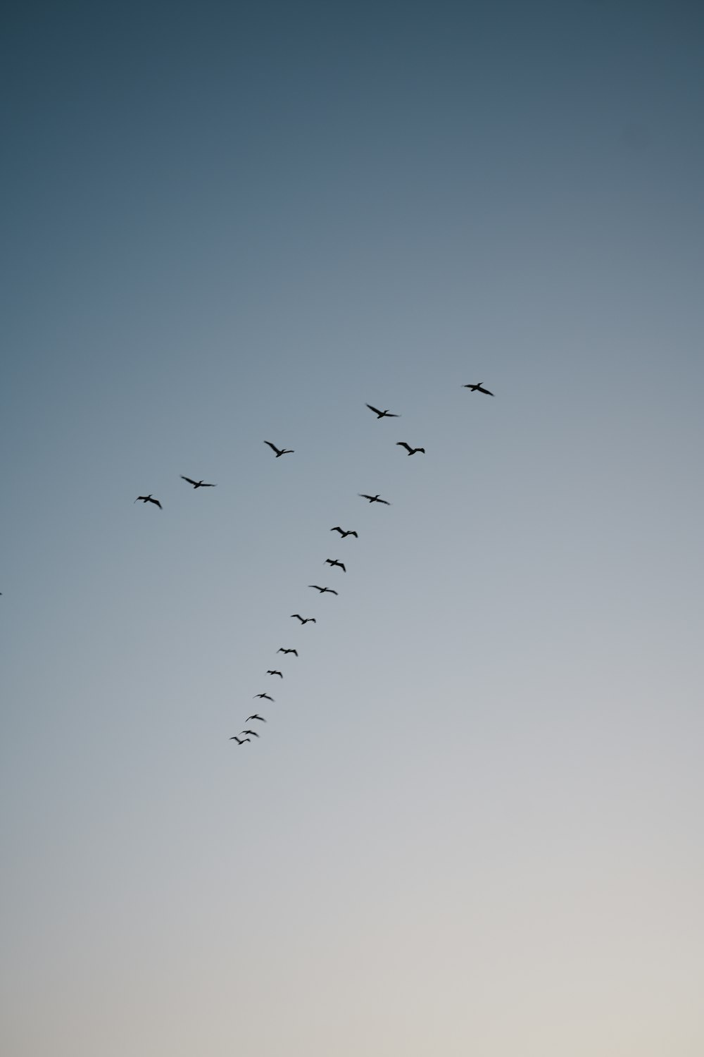 a flock of birds flying through a blue sky