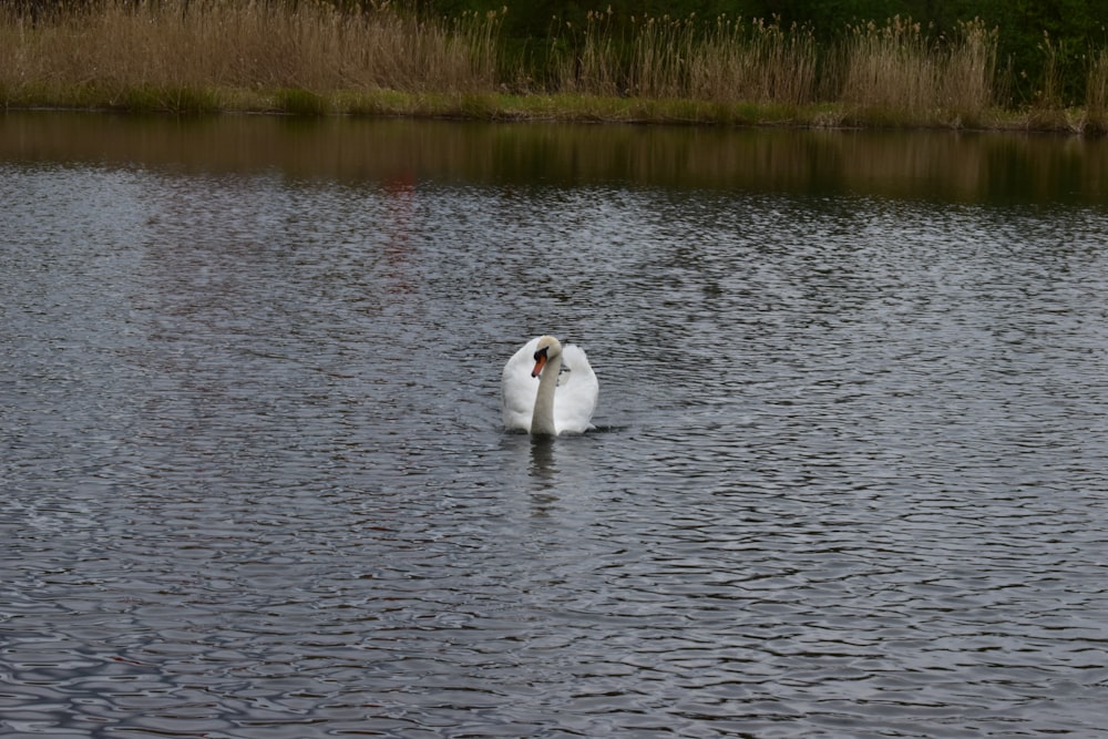a white swan is swimming in a lake