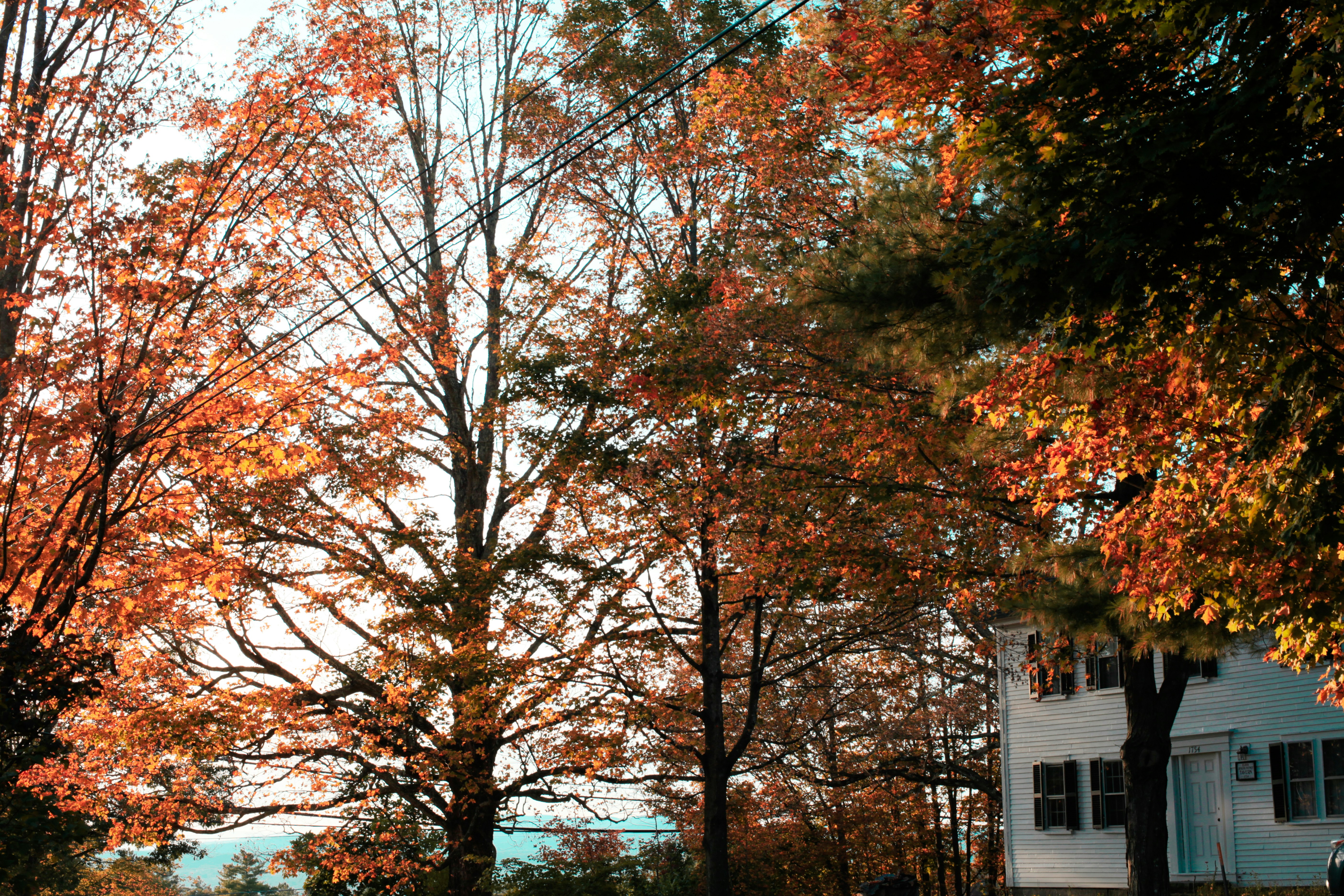 un paio di alberi che sono nell'erba