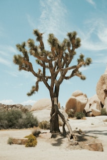 A solitary Joshua tree stands in a sunlit desert landscape, surrounded by large boulders and sparse desert vegetation under a clear blue sky.