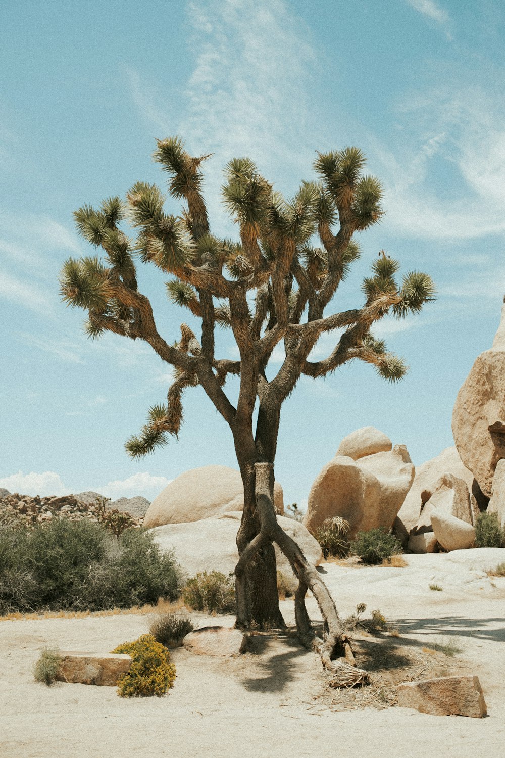 a joshua tree in the middle of a desert