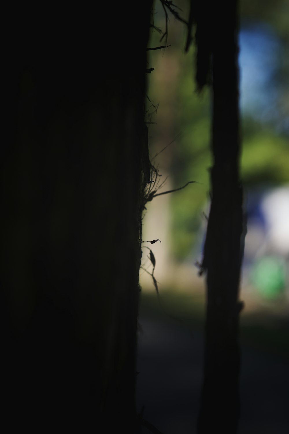 a black and white photo of a tree with a blurry background