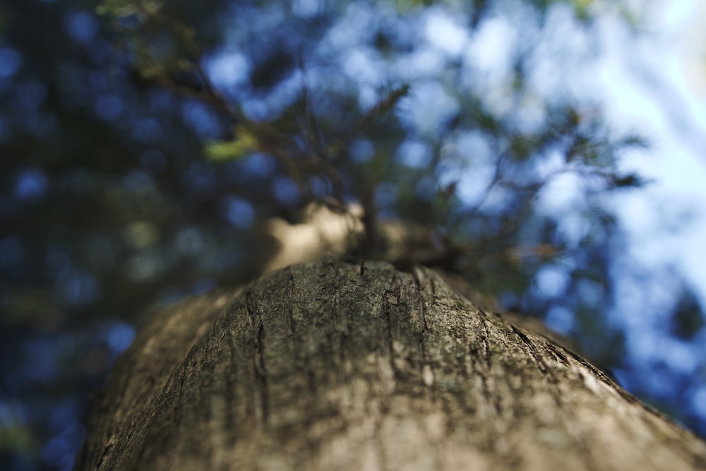 a close up of a tree trunk with a blue sky in the background