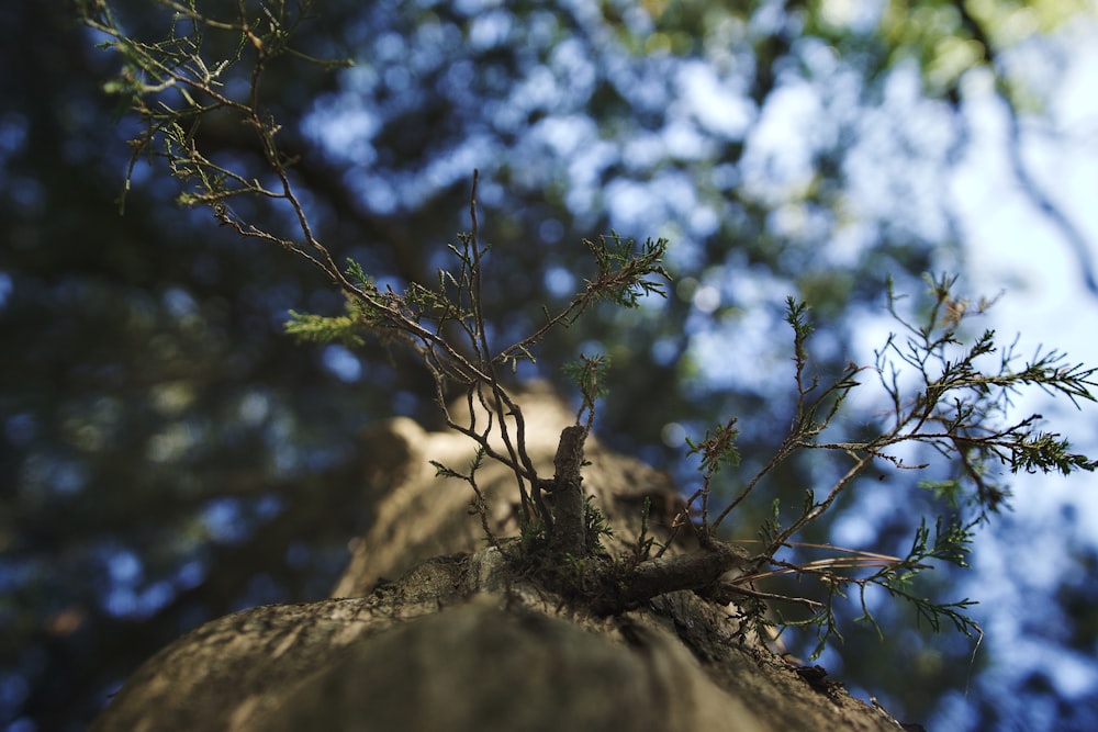 a close up of a tree branch with a sky background