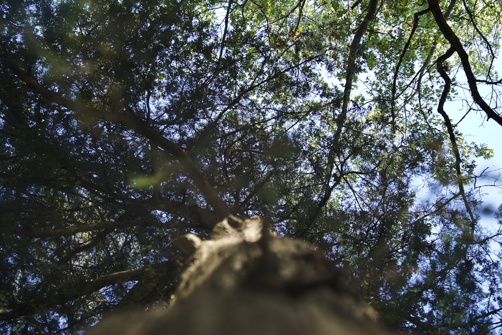 looking up at the branches of a large tree