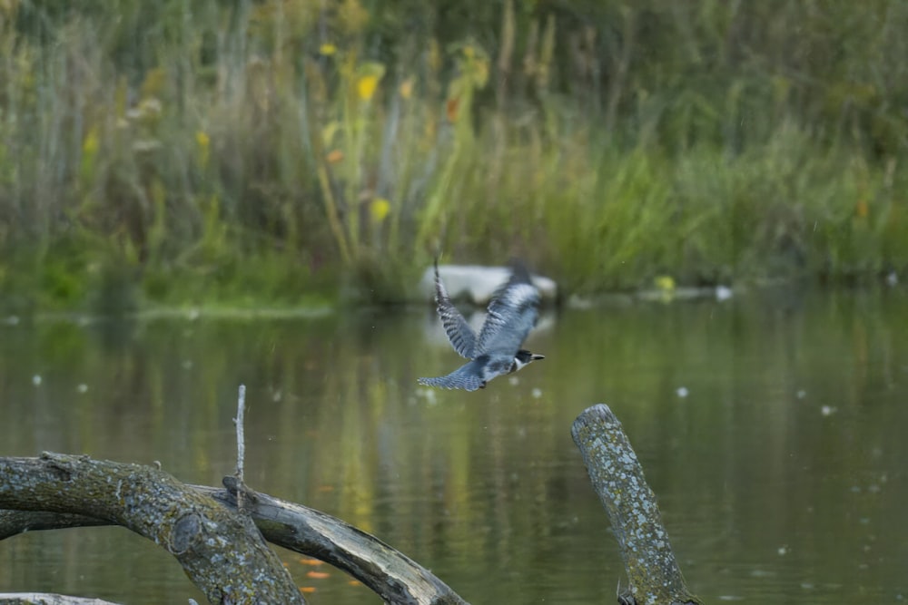 a bird flying over a body of water