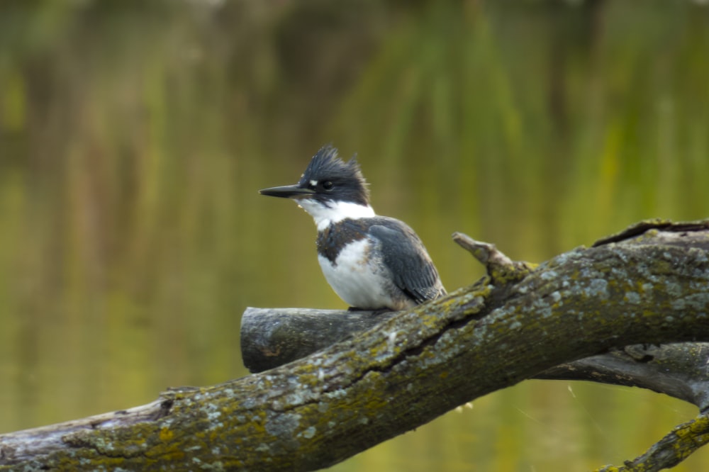 a small bird sitting on a branch of a tree