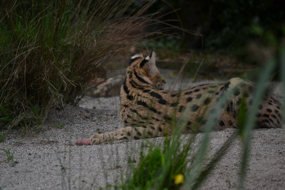 eine Katze, die neben einem Busch auf dem Boden liegt