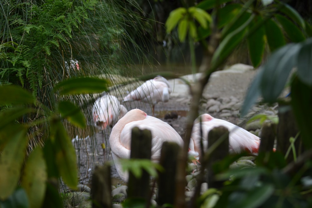 a couple of flamingos laying on top of a lush green field