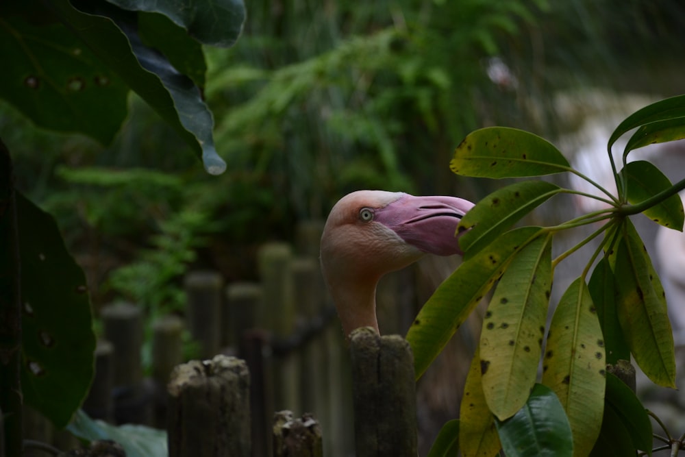 a pink flamingo standing on a wooden fence