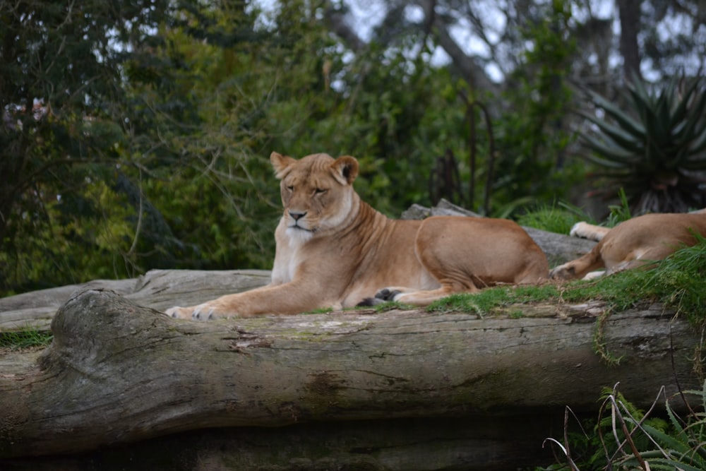 a large lion laying on top of a fallen tree