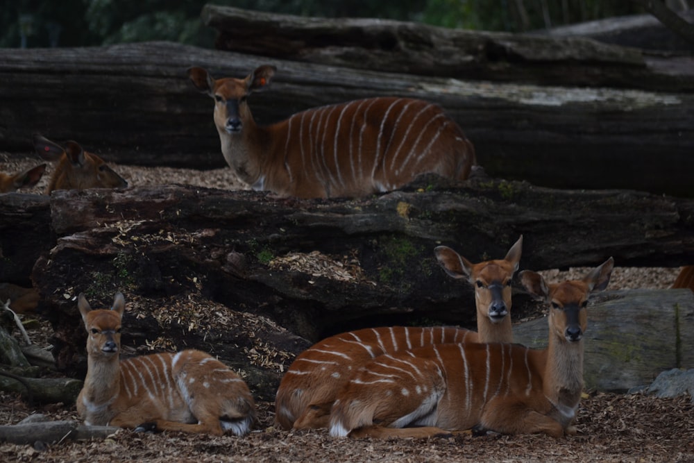 un groupe de cerfs couchés sur le sol d’une forêt