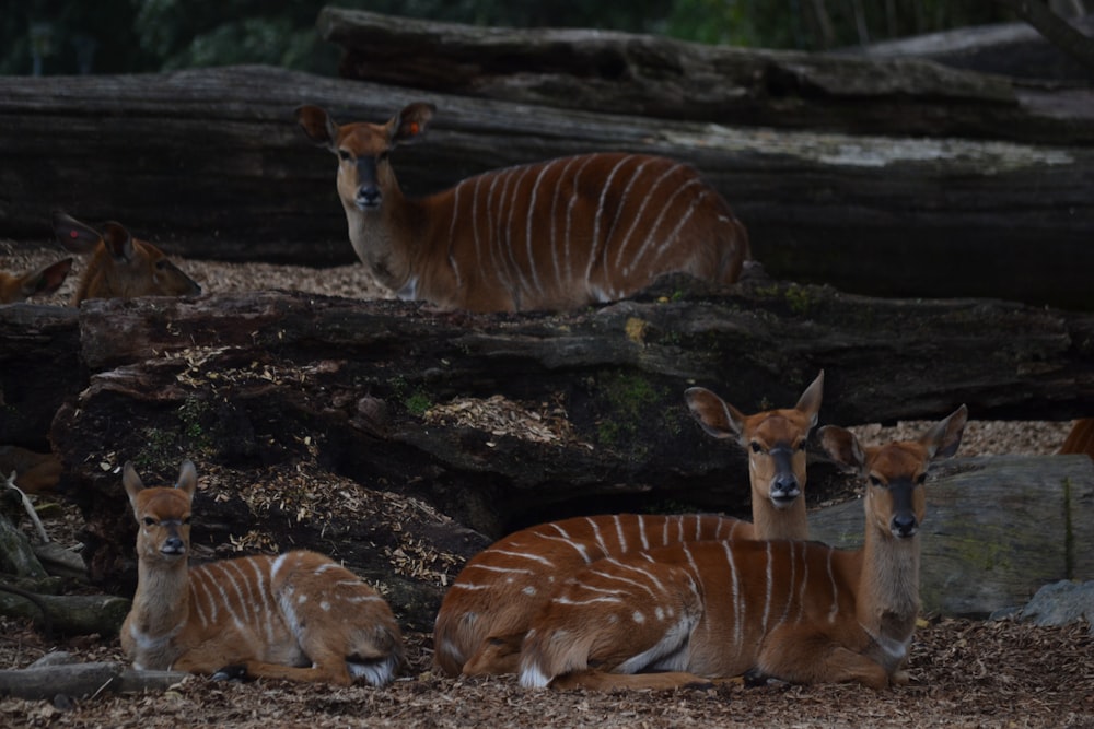 a group of deer laying on top of a forest floor