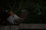 A bird with outstretched wings in motion, captured in a dark, natural setting with a wooden barrier in the foreground. The background is filled with dense, green foliage, while the focus is on the intricate patterns and muted colors of the bird's wings.