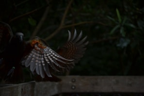 A bird with outstretched wings in motion, captured in a dark, natural setting with a wooden barrier in the foreground. The background is filled with dense, green foliage, while the focus is on the intricate patterns and muted colors of the bird's wings.
