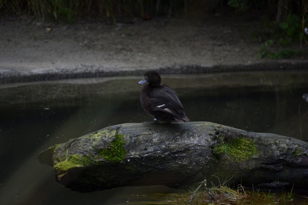 a bird sitting on a rock in a pond